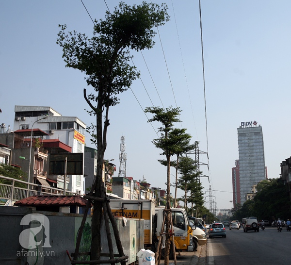 trồng cây dưới đường điện cao thế